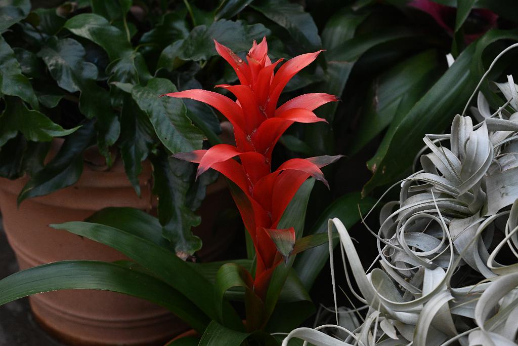 2025-01155993 Tower Hill Botanic Garden, MA.JPG - Guzmania lingulata. New England Botanic Garden at Tower Hill, MA, 1-15-2025